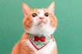 ハゲにくい猫首輪に『クリスマス限定モデル』が新登場！