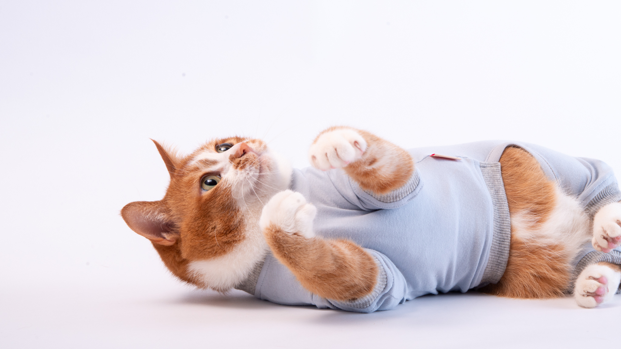 ぽぽねこ が猫用皮膚保護服 キャットプロテクションスーツ の新色を発売 ぽぽねこのプレスリリース