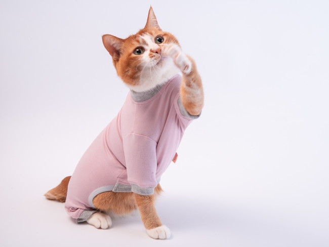 ぽぽねこ が猫用皮膚保護服 キャットプロテクションスーツ の新色を発売 ぽぽねこのプレスリリース