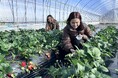 セブンハンドレッドファームが栃木県さくら市に「いちご狩り」ができる観光農園をオープン!2025年5月上旬まで予約受付中