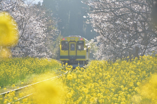 菜の花が咲き乱れる春のいすみ鉄道