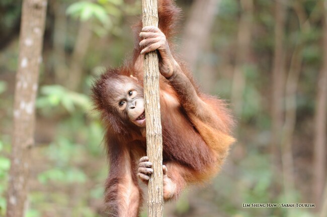 オランウータン　LIM SHENG HAW ／ SABAH TOURISM