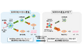 肌の幹細胞が自らを維持するメカニズムを発見　抗酸化酵素SOD3が幹細胞の自己複製と分化のバランスを調節