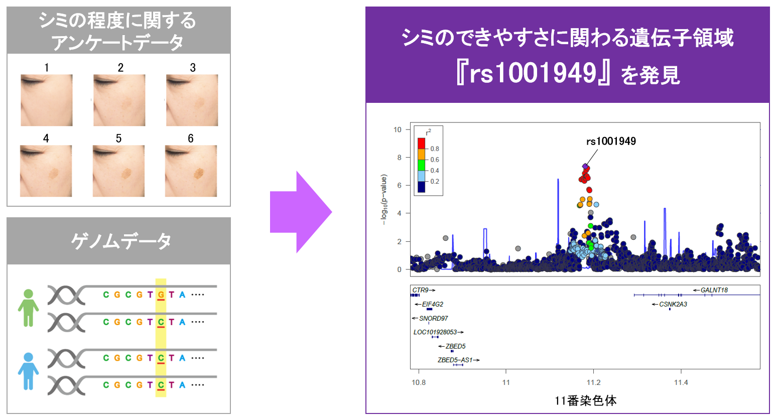 ゲノム解析から シミのできやすさ や 肌あれのしやすさ など肌質の個人差に影響する新たな遺伝子領域を発見 日本メナード化粧品株式会社のプレスリリース