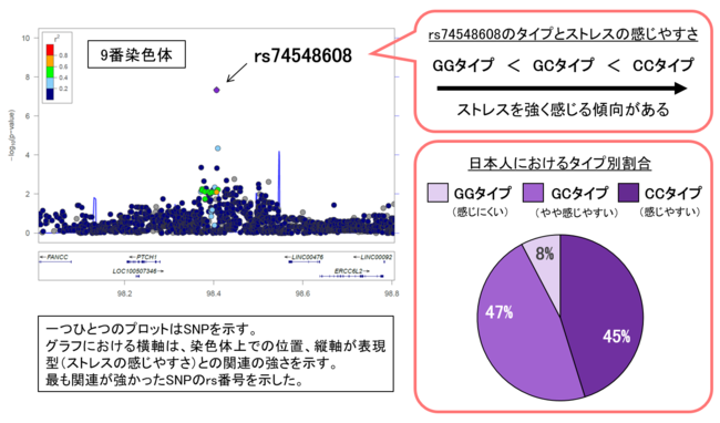 図1　「ストレスの感じやすさ」と関連が示されたSNP