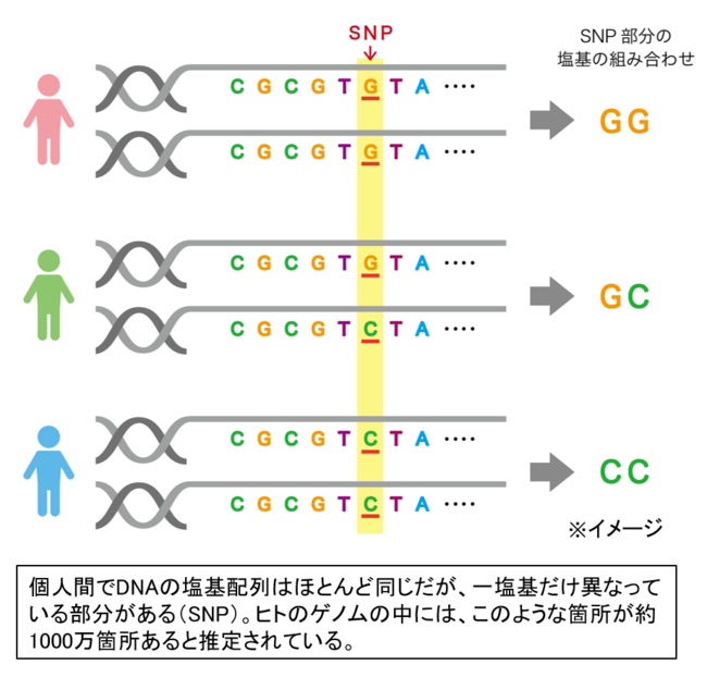 図2　SNPについて