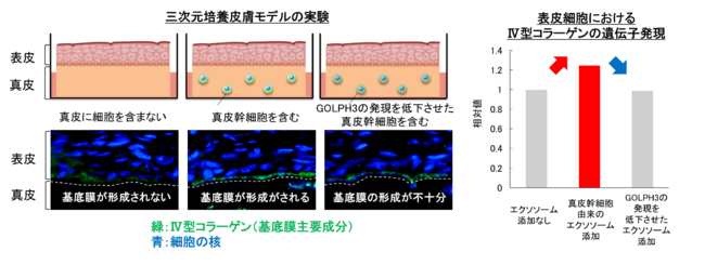 図２ 真皮幹細胞由来のエクソソームの基底膜形成促進作用