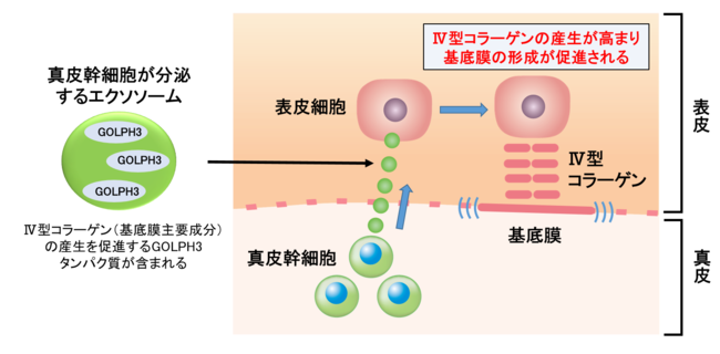 図３ 真皮幹細胞由来のエクソソームにより基底膜の形成が促進されるメカニズム
