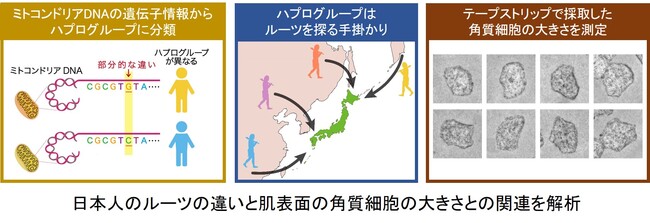 日本人のルーツの違いと肌表面の角質細胞の解析