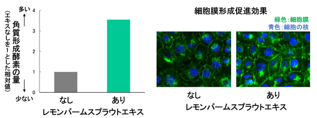 図6　レモンバームスプラウトエキスの効果