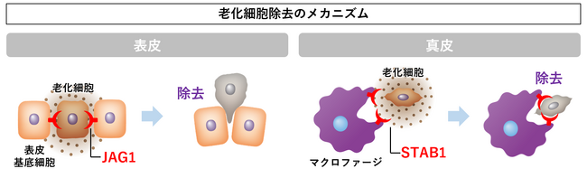図1 老化細胞の除去メカニズム