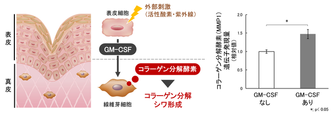 図3　GM-CSFによるコラーゲンの分解