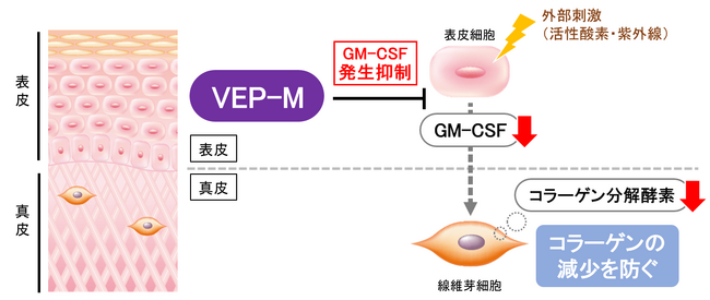 VEP-Mのコラーゲン分解抑制メカニズム