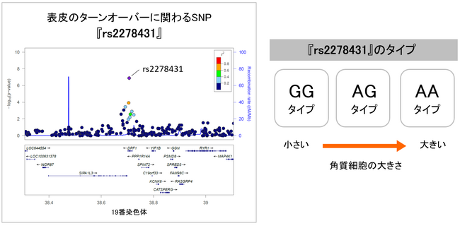 図2　表皮のターンオーバーに関連するSNP『rs2278431』