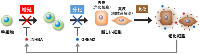 図3　 INHBAとGREM2はそれぞれ幹細胞の増殖と分化を抑制する