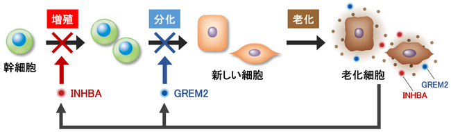 幹細胞の再生を阻害するINHBAとGREM2が老化細胞から分泌される