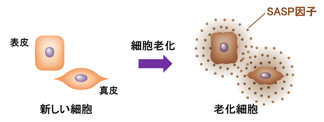図1　老化した細胞（老化細胞）はSASP因子を分泌する