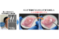 本人の“幹細胞”から本人の“顔”を再現した人工全顔皮膚モデルの作製に成功!