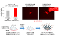 皮膚にシミがある部分では基底膜の脆弱化が起き、メラノサイトが活性化して過剰にメラニンを生成していることを発見