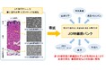 藤田医科大学と日本メナード化粧品、再生医療の進展のために皮膚の幹細胞モデルを公的な細胞バンクに寄託