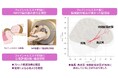 心地よいフェイシャルエステに関連する脳の活動領域を解明