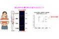 顔と身体では皮膚の弾力が異なる理由を解明~皮膚弾力の部位差を生み出す遺伝子を発見~