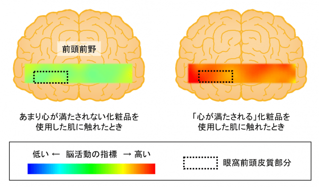 スキンケア化粧品使用後の脳活動