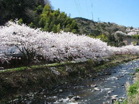 湯河原　千歳川沿い桜