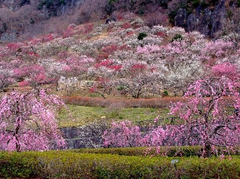 湯河原　幕山公園　梅の宴
