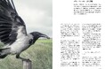 書籍『 WORKSIGHT［ワークサイト］ 24号 鳥類学 Ornithology』を 8月 6日 に 発売