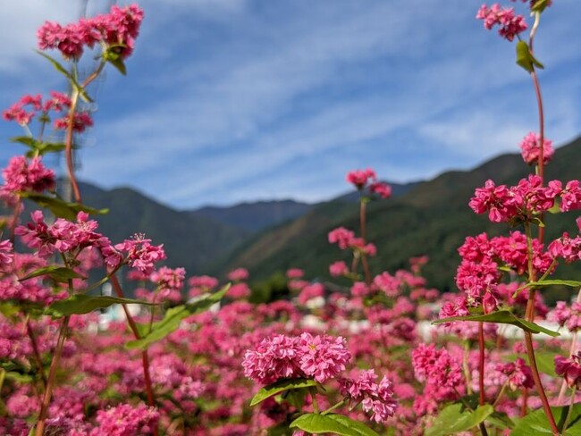 高嶺ルビー2011