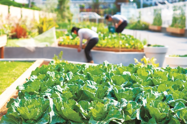 循環型有機農法による自社菜園