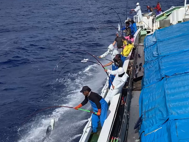 かつおの一本釣りイメージ