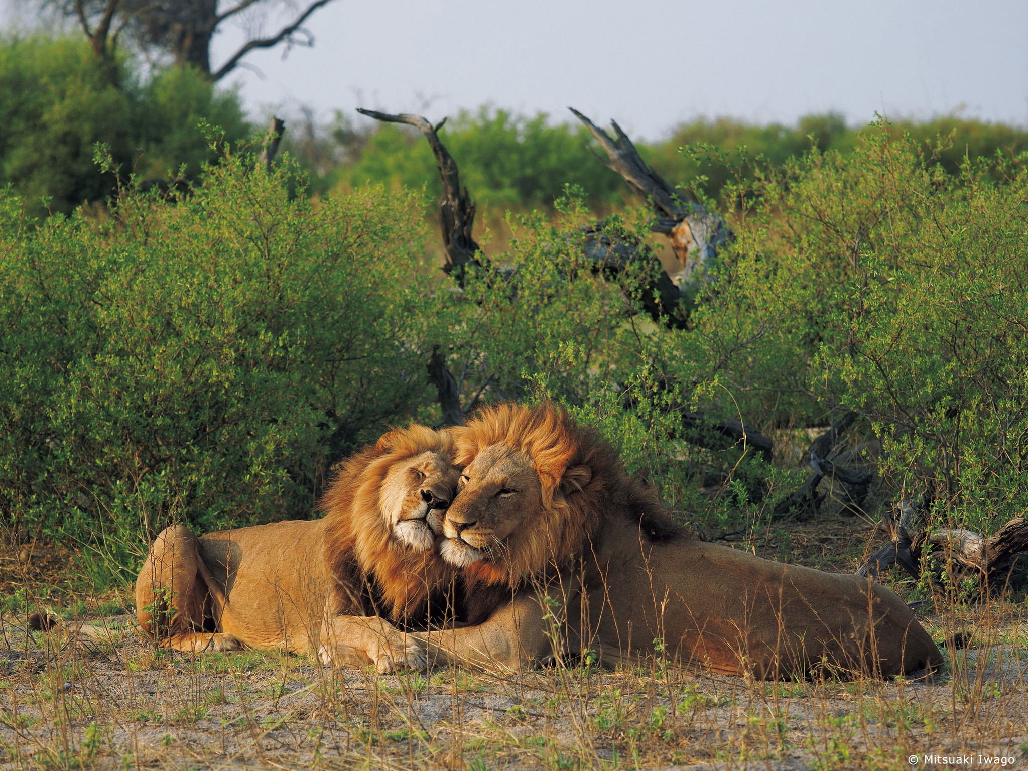 2020年オリンパス／WWFカレンダー 「Botswana／アフリカ屈指の野生の