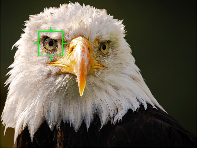 鳥の瞳を自動検出、追尾