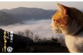 豪雨災害で傷ついた城下町を救ったのは、一匹の迷い猫だった――。