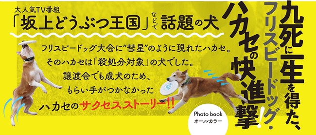 九死に一生を得た犬 の快進撃 書籍 保護犬の星 フリスビー犬ハカセ が発売 株式会社ハート出版のプレスリリース