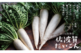 舞鶴の京野菜「佐波賀だいこん」出荷開始　イオン等での販売も