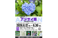 舞鶴自然文化園でアジサイ園。10万本の花々が広がる風景