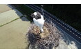 国特別天然記念物コウノトリが舞鶴市内で営巣。卵を確認