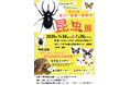 舞鶴市で7月18日から国内外の昆虫標本5千点を展示するイベント