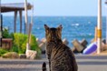 舞鶴市、のら猫の不妊去勢手術に向けクラウドファンディングを開始