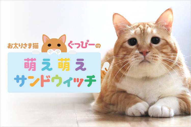 お太りさま猫 ぐっぴー をマルチアングルで楽しめるオリジナル動画がauスマートパスプレミアムで 猫 の日 2月22日 より配信開始 株式会社medibaのプレスリリース