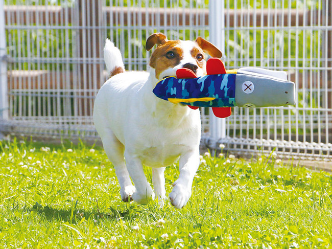 ウェットスーツ素材の犬用おもちゃ プレンズー 販売開始 株式会社ボンビアルコンのプレスリリース