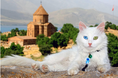 8月8日は“世界猫の日”「街全体がキャットシェルター」の癒やし旅へトルコ・イスタンブルで今、猫をテーマにした「新・体験型観光」が熱い！