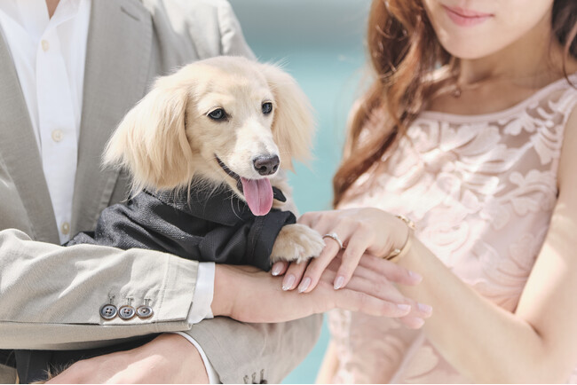 愛犬と一緒に行うプロポーズイメージ 愛犬と一緒に行うプロポーズイメージ
