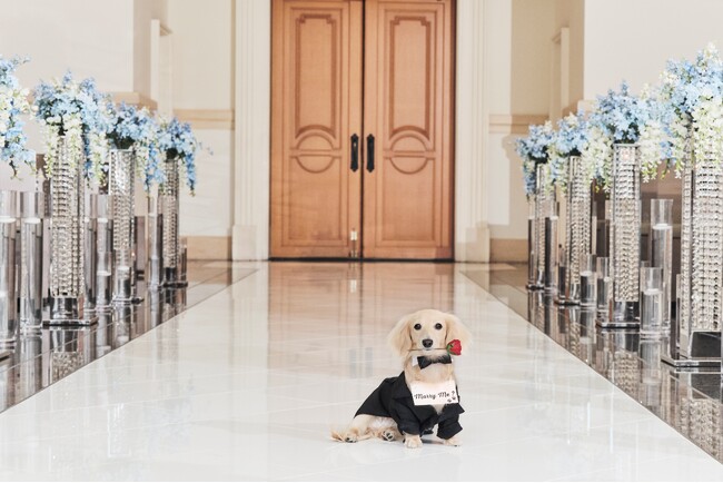 愛犬と一緒に行うチャペルプロポーズイメージ 愛犬と一緒に行うチャペルプロポーズイメージ