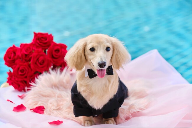 愛犬と一緒に行うプロポーズイメージ 愛犬と一緒に行うプロポーズイメージ