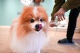 【京都初上陸】全国23店舗目となる保護犬ふれあいカフェ「ANELLA CAFE 京都烏丸店」2月5日（木）オープン。ずっとの家族探し×障がい者就労支援を通じて、動物や社会とのつながりを感じる機会に