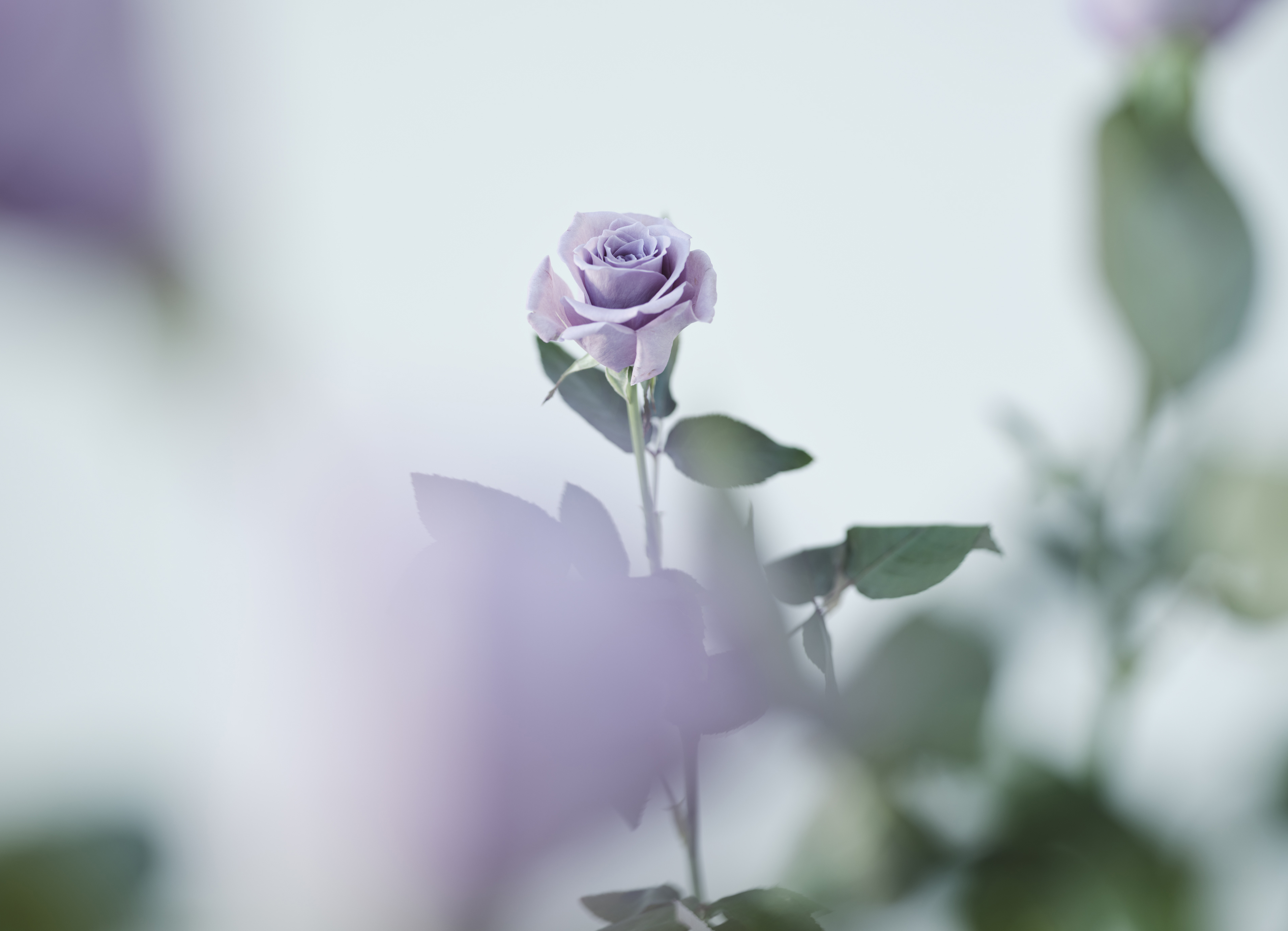 世界初の青いバラの香りのお線香「花風プラチナ ブルーローズ」新発売